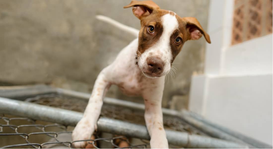 perro en dos patas, apoyado en una reja