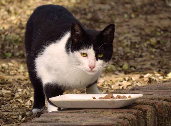 gato blanco y negro comiendo