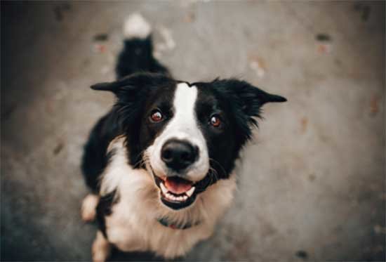 perro blanco y negro sonriendo