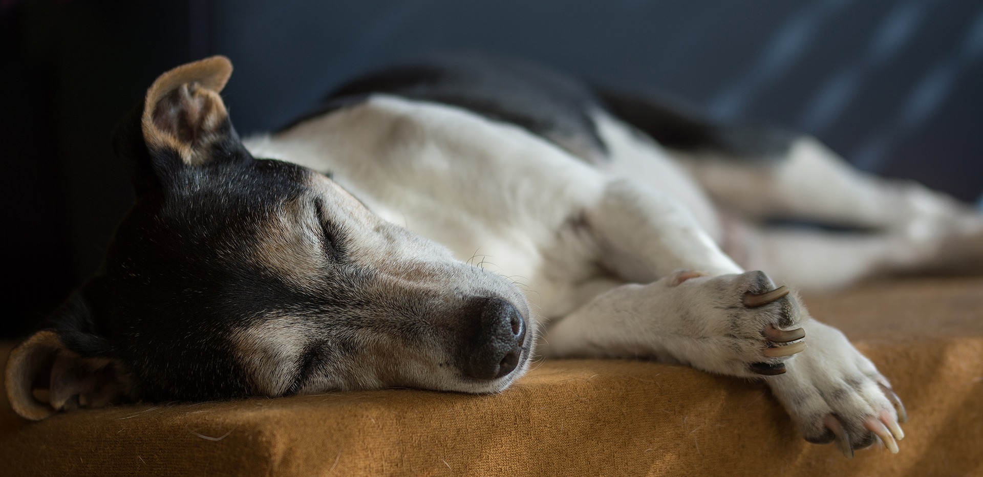 perros durmiendo