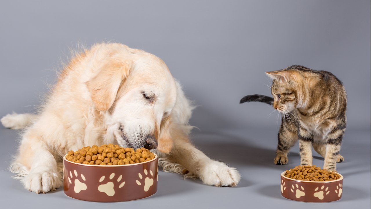 perro y gato comiendo juntos